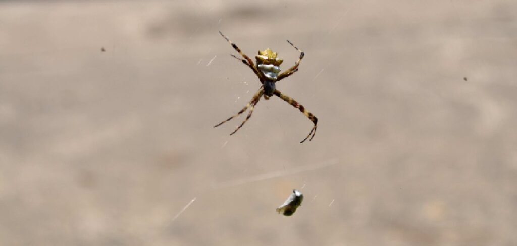 How to Keep Spiders Off Security Cameras